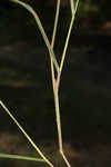 Fall panicgrass